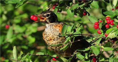 American Robin 