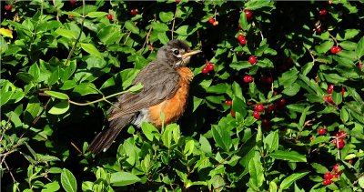 American Robin 