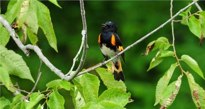 American Redstart 