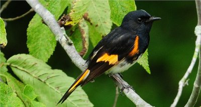 American Redstart 