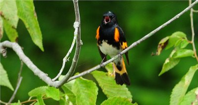 American Redstart 