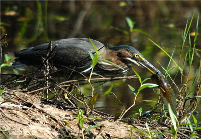 Green Heron 