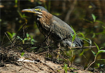 Green Heron 