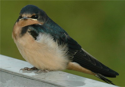 Barn Swallow 