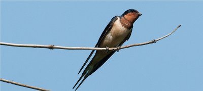 Barn Swallow