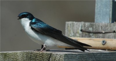 Tree Swallow