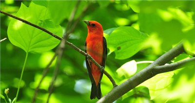 Scarlet Tanager 