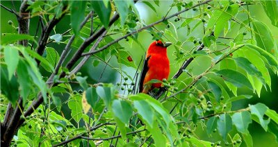 Scarlet Tanager 