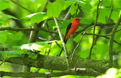 Scarlet Tanager 