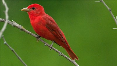 Summer Tanager 
