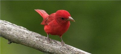 Summer Tanager 