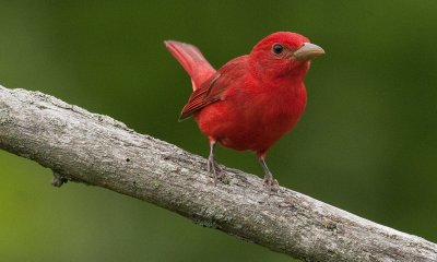 Summer Tanager 