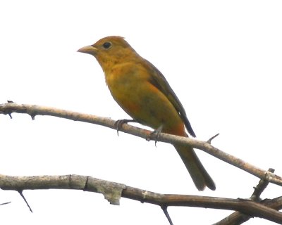 Summer Tanager - Female 