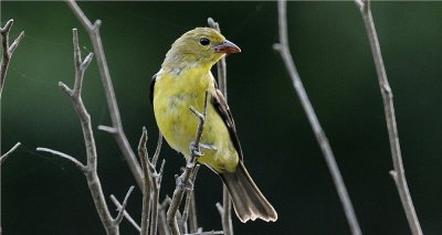 Summer Tanager - Female 