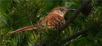 Brown Thrasher 