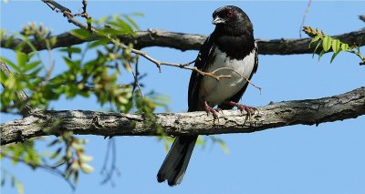 Eastern Towhee 