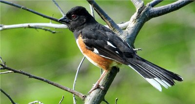 Eastern Towhee 