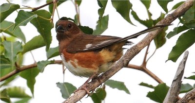 Eastern Towhee - Female