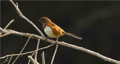 Eastern Towhee - Female 