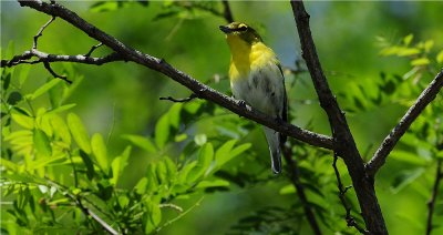 Yellow-throated Vireo