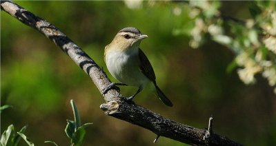 Red-eyed Vireo 