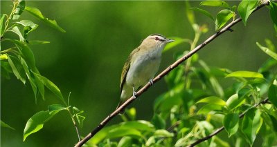 Red-eyed Vireo 