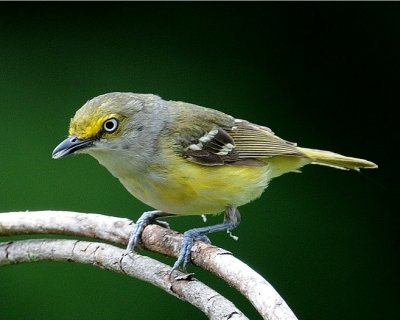 White-Eyed Vireo 