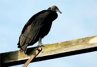 Black Vulture 