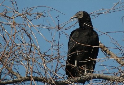 Black Vulture 