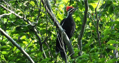 Pileated Woodpecker 