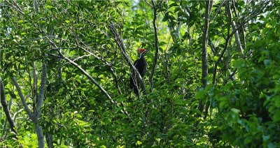 Pileated Woodpecker 