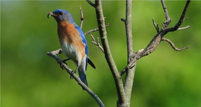 Eastern Bluebird 