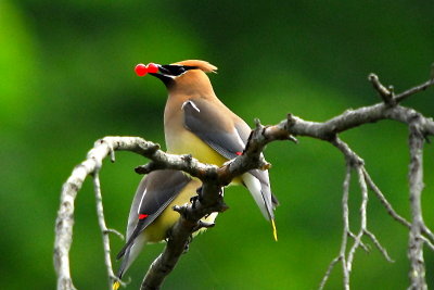 Cedar Waxwing 