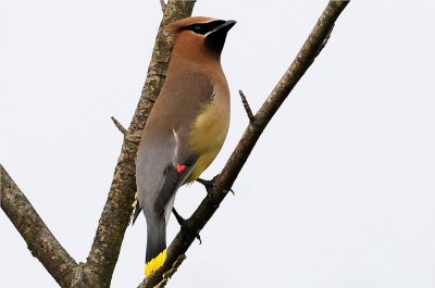 Cedar Waxwing 