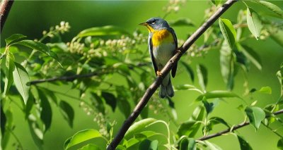 Northern Parula 