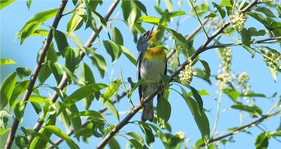 Northern Parula 