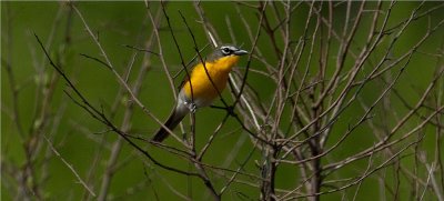 Yellow-breasted Chat 