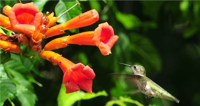 Ruby-throated Hummingbird 