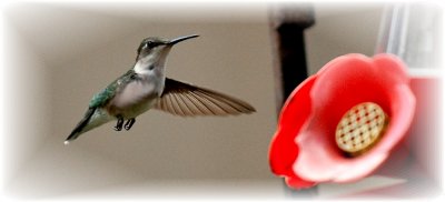 Ruby-throated Hummingbrd 