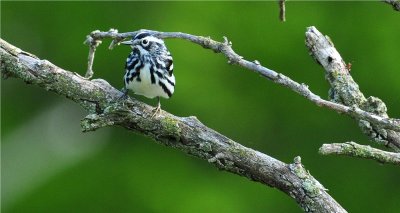 Black & White Warbler 