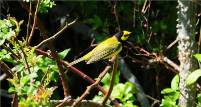 Hooded Warbler 