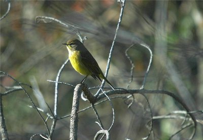 Palm Warbler 