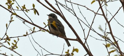 Yellow Rumped Warbler 