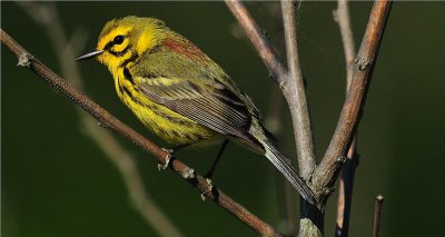 Prairie Warbler 