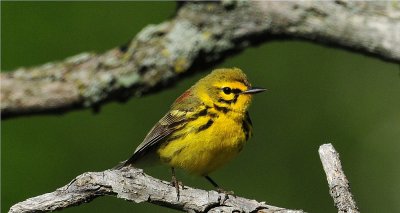 Prairie Warbler 