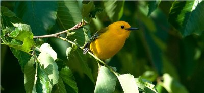 Prothonotary Warbler