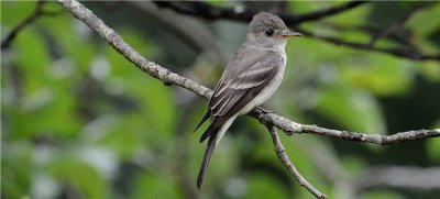 Eastern Wood Pewee (Contopus virens )