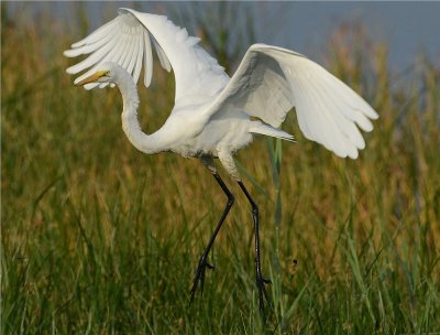 Great Egret (Casmerodius albus)