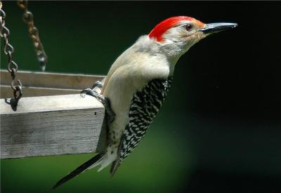 Red Bellied Woodpecker (Male).JPG