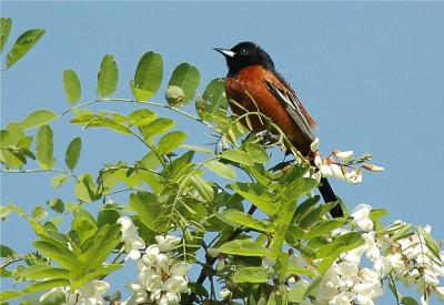 Orchard Oriole - Male (Icterus spurius)